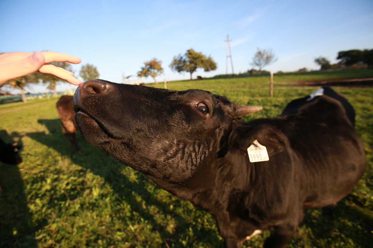 Wagyu-Rinder auf der Weide in Niederösterreich – Herkunft des Talgs für die Tallow Creme