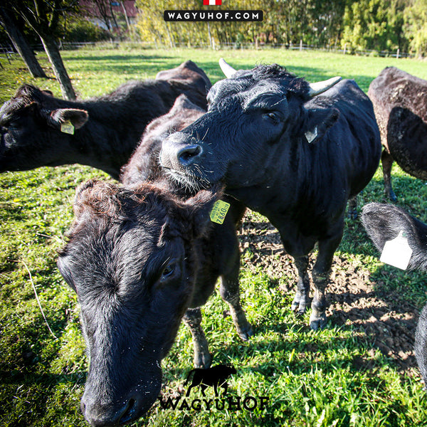 Weidegefüttertes Wagyu-Rind