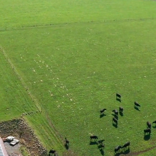 Luftaufnahme: Wagyu-Herde auf der Weide am Wagyuhof in Niederösterreich